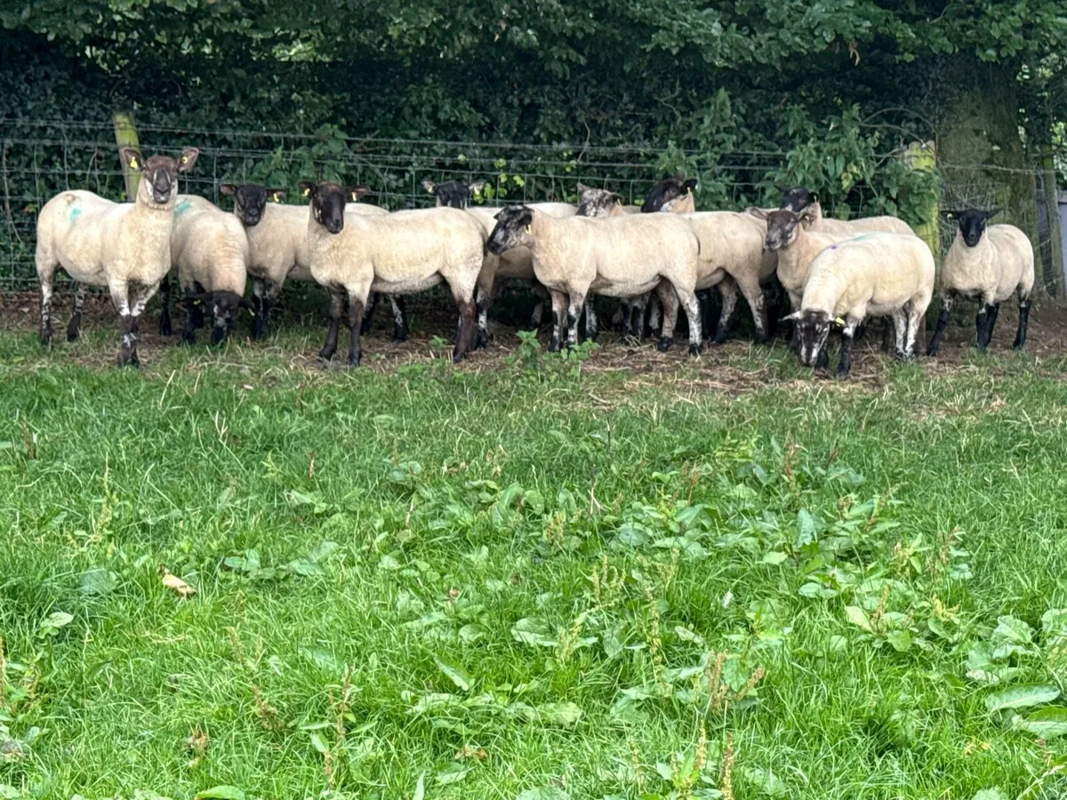 15 Suffolk X Hoggets - Image 1