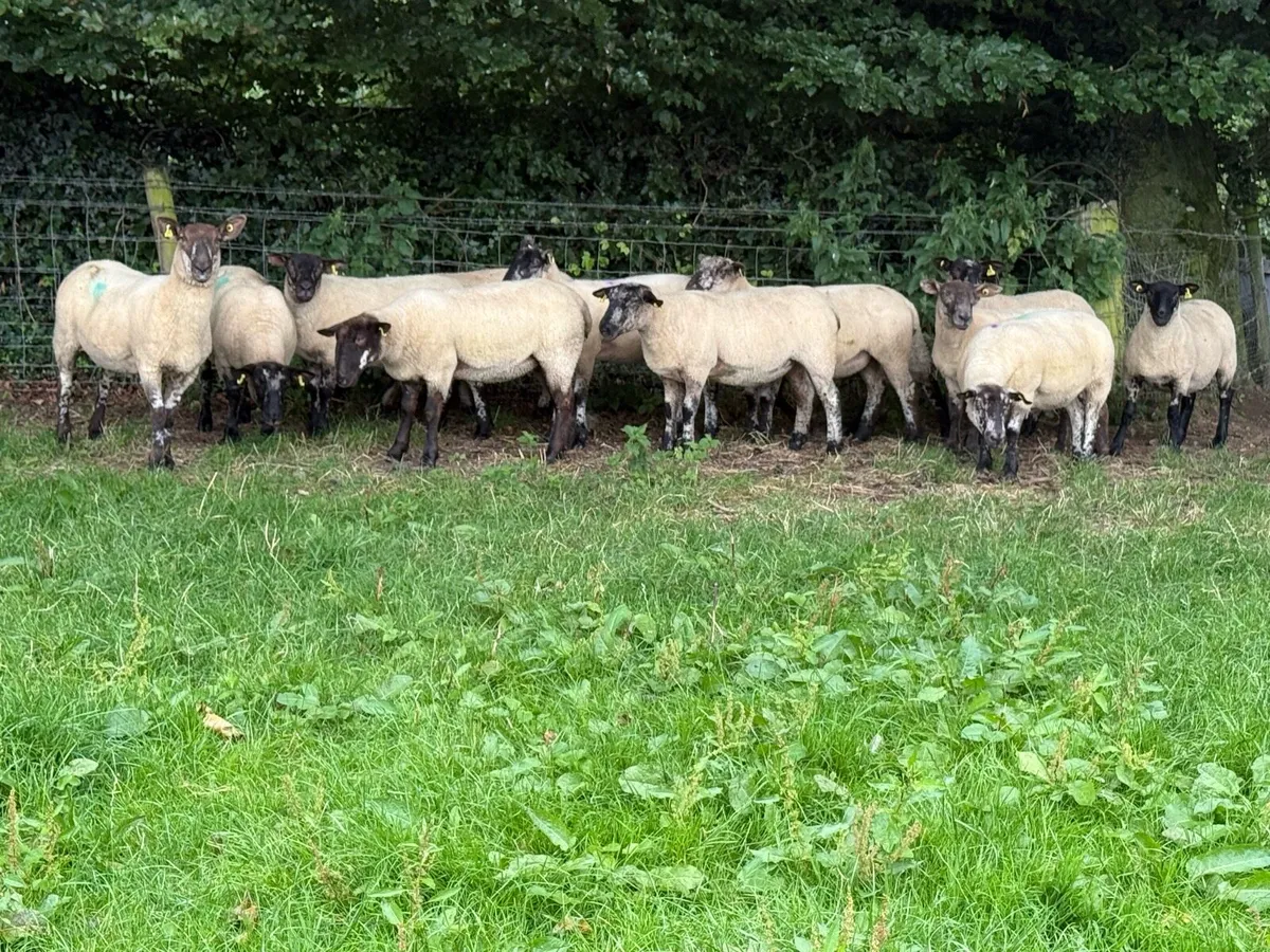 15 Suffolk X Hoggets - Image 2