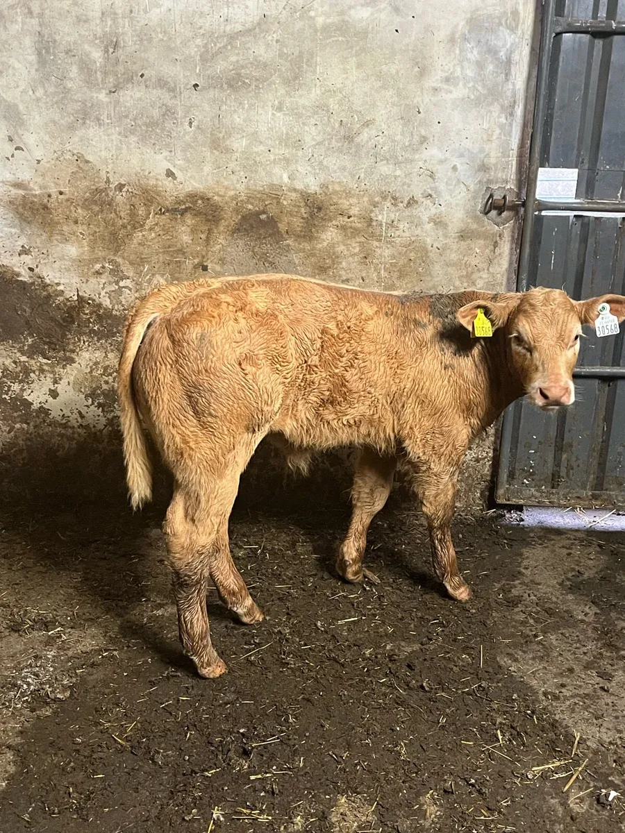 Charolais bull calves - Image 2