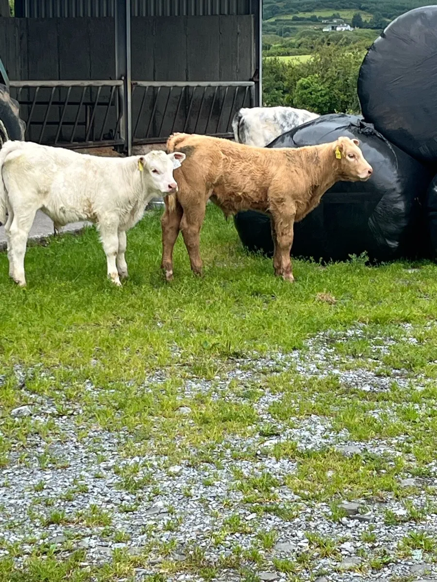 Charolais bull calves - Image 3