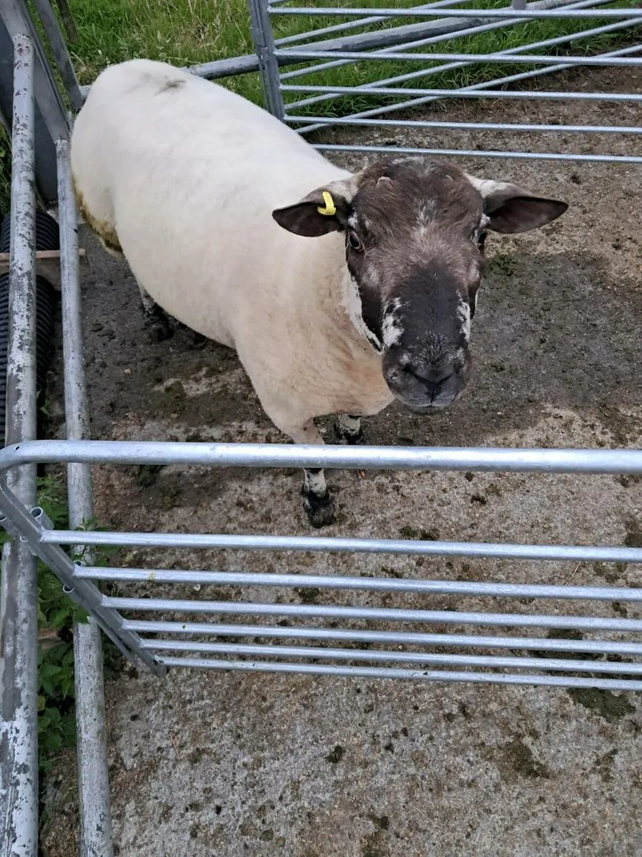 Teaser ram - Image 1