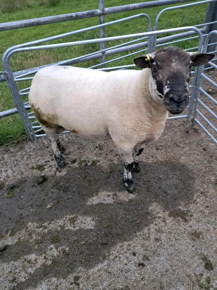 Teaser ram - Image 2