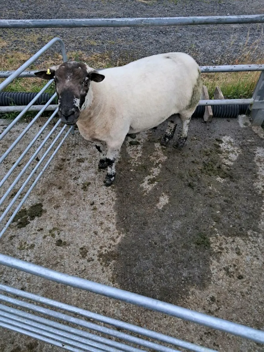 Teaser ram - Image 3