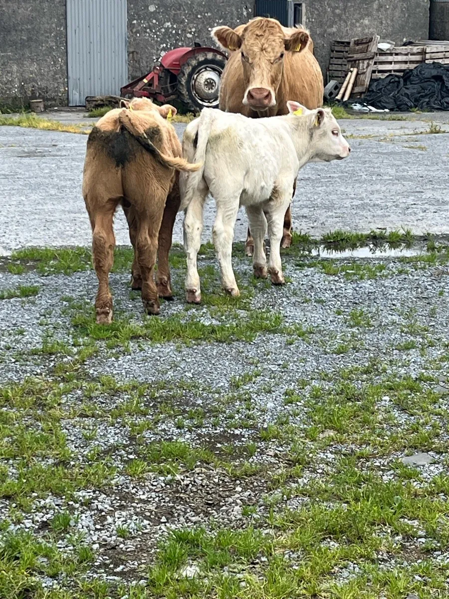 Charolais bull calves - Image 4