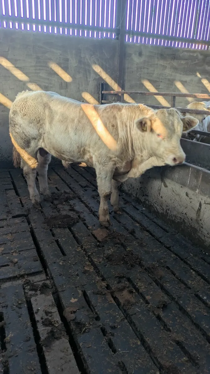 Bull calf - Image 1