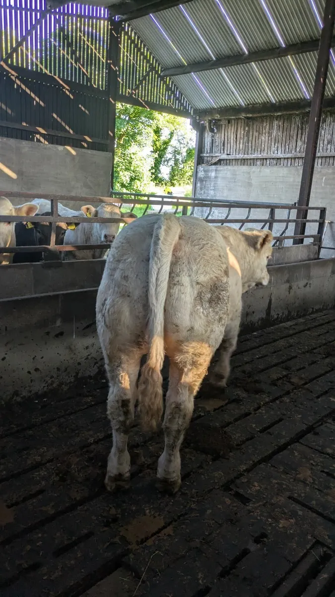 Bull calf - Image 2