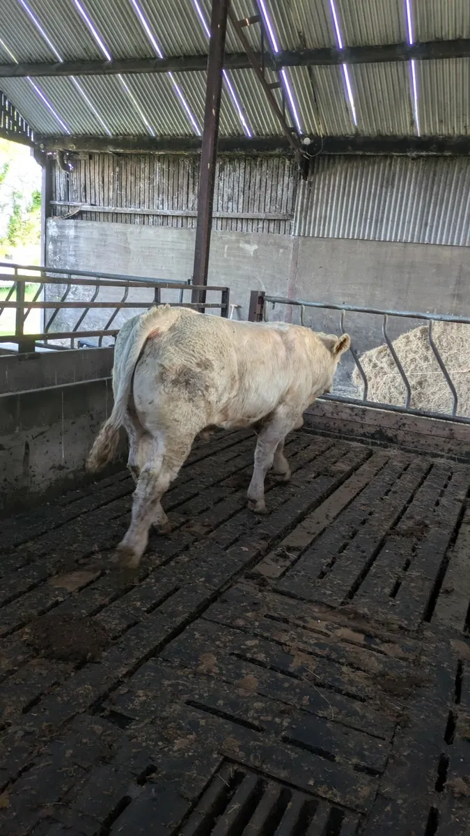 Bull calf - Image 3