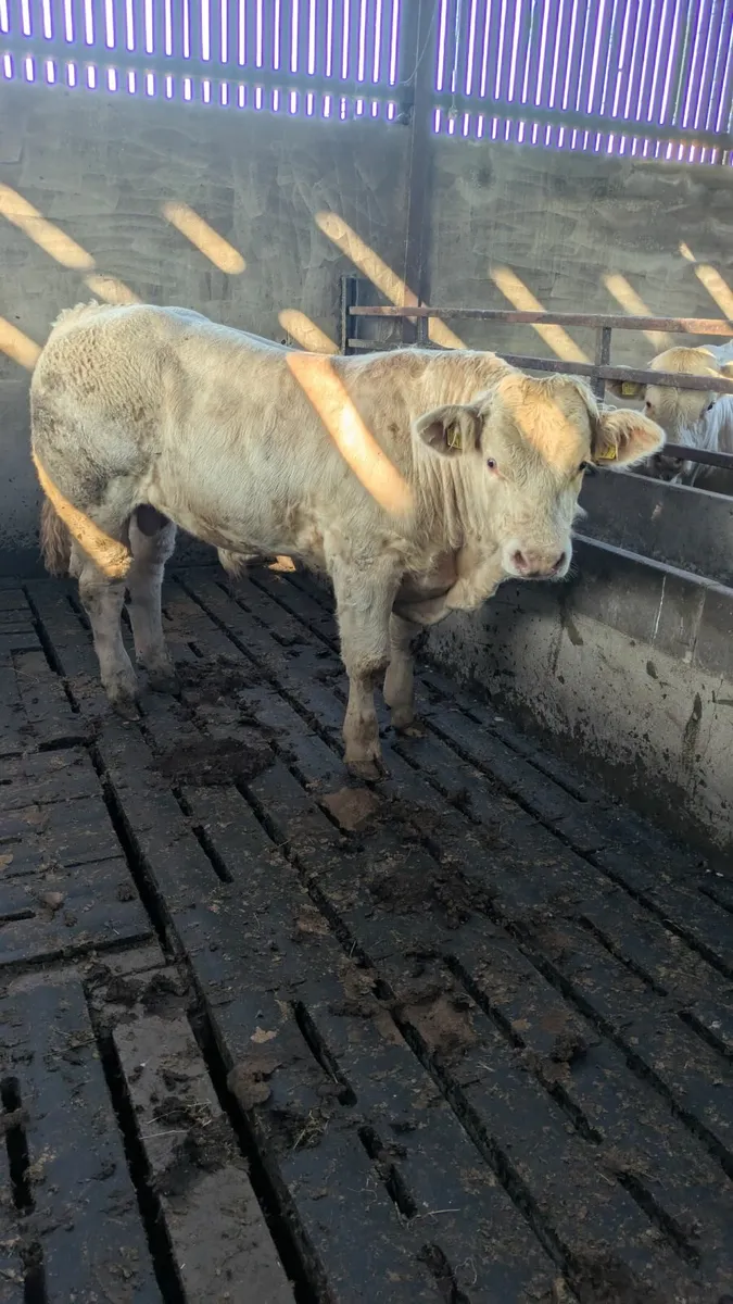 Bull calf - Image 4