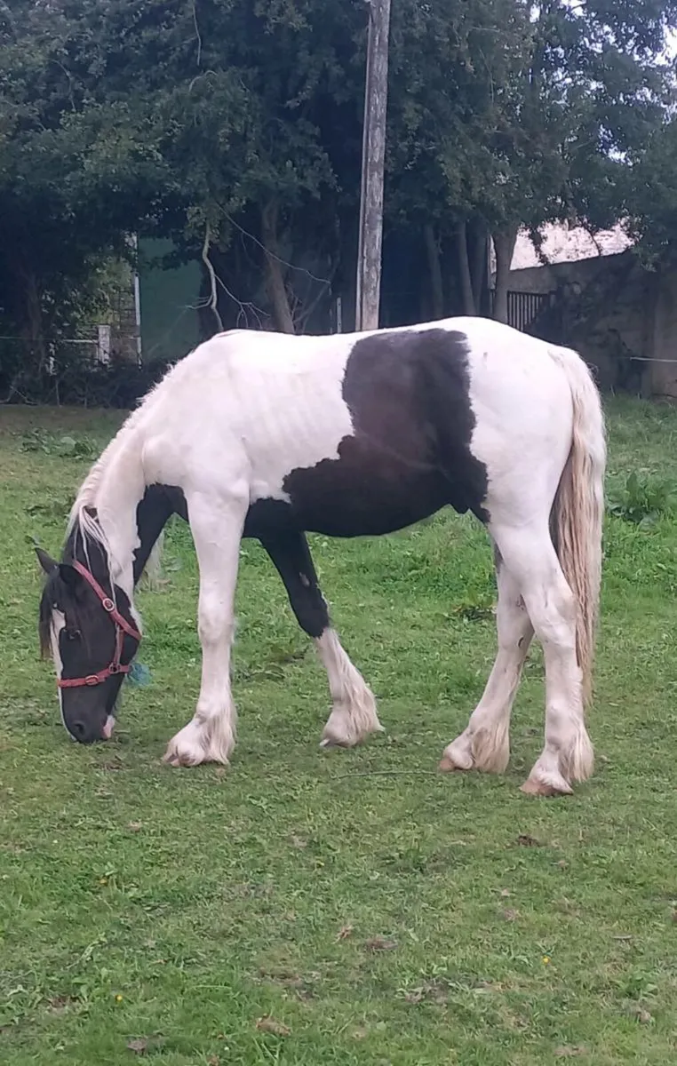 Yearling Cob X Draught Colt - Image 1