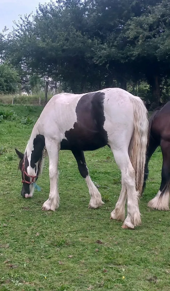 Yearling Cob X Draught Colt - Image 2