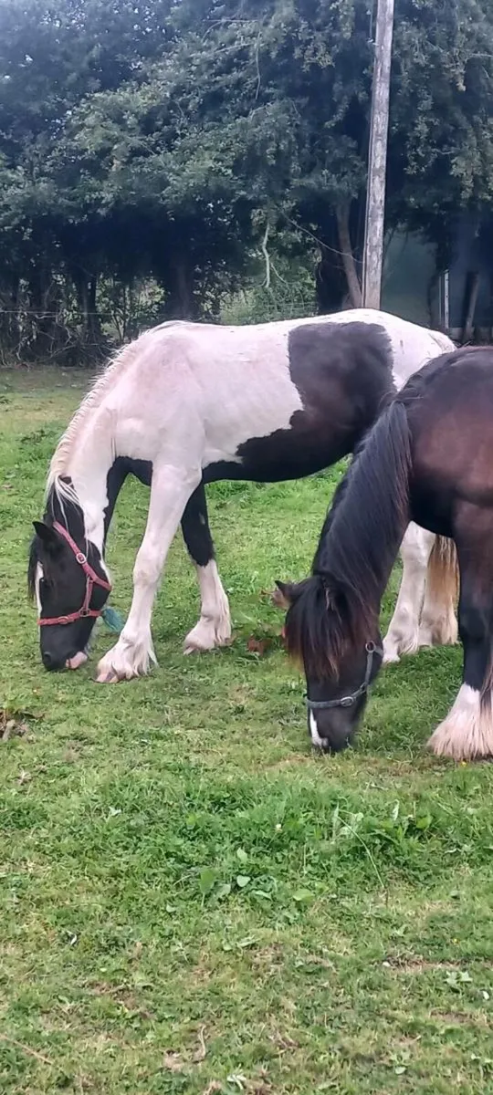 Yearling Cob X Draught Colt - Image 3