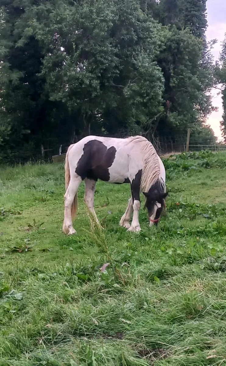 Yearling Cob X Draught Colt - Image 4
