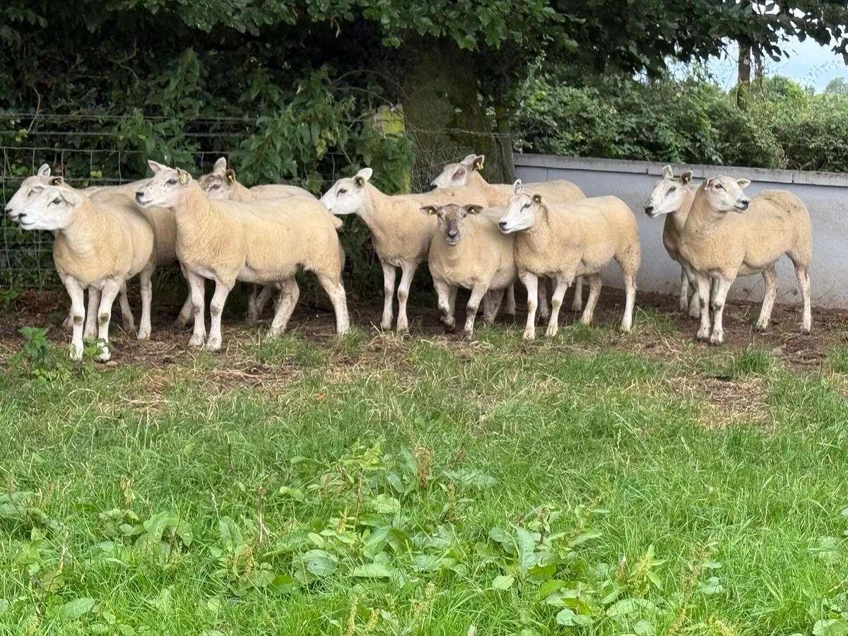 10 Texel Hoggets - Image 3