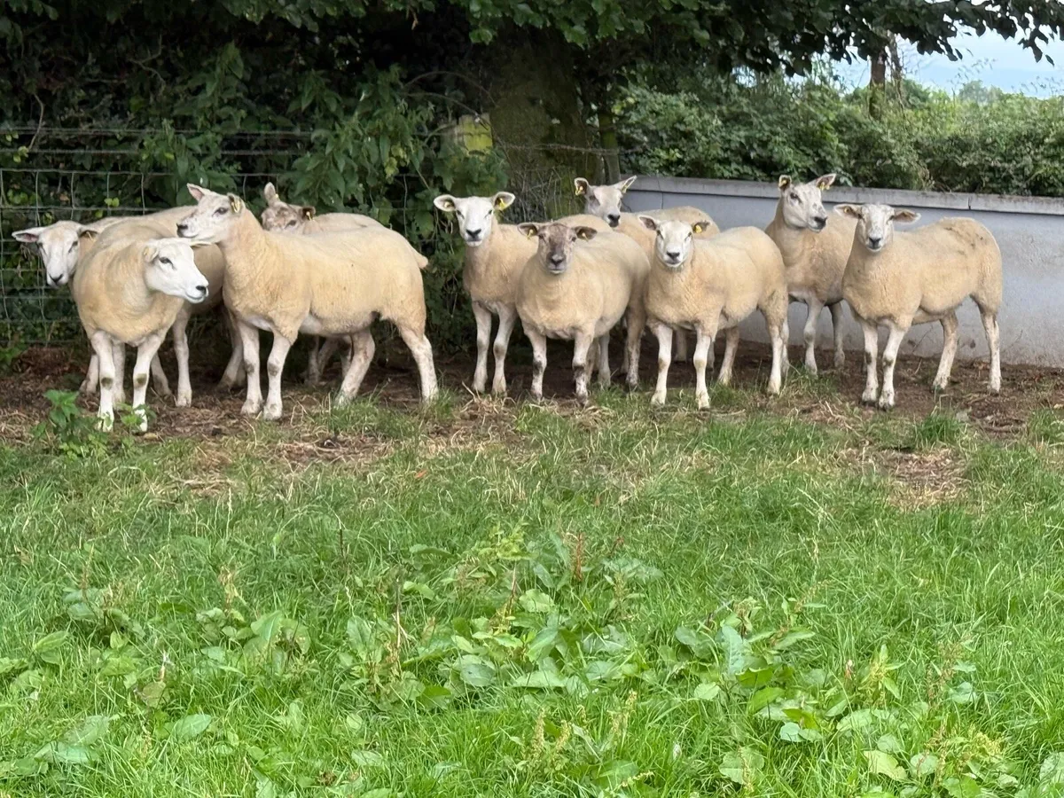 10 Texel Hoggets - Image 1
