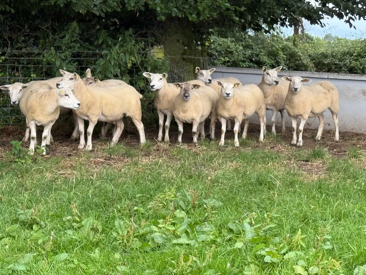 10 Texel Hoggets - Image 2
