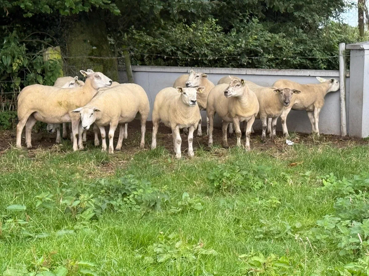 10 Texel Hoggets - Image 4