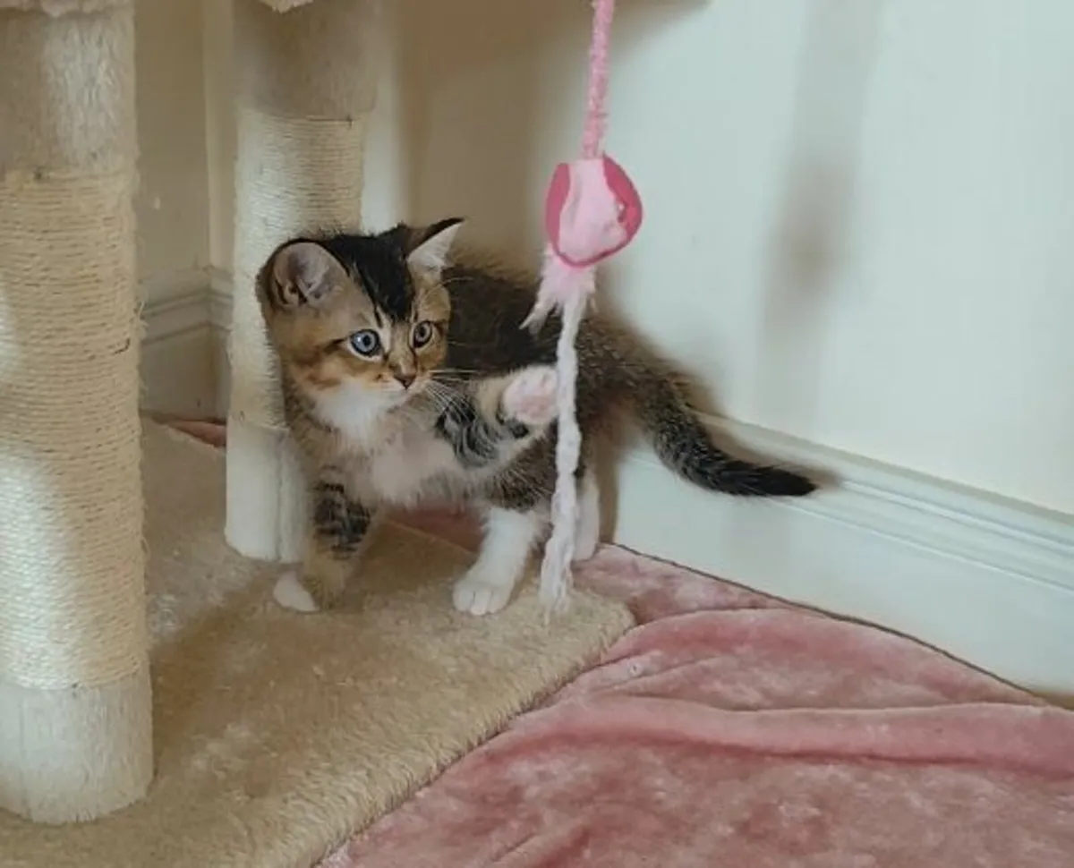 💙Champion Ragdoll BSH Kittens 💙 - Image 2