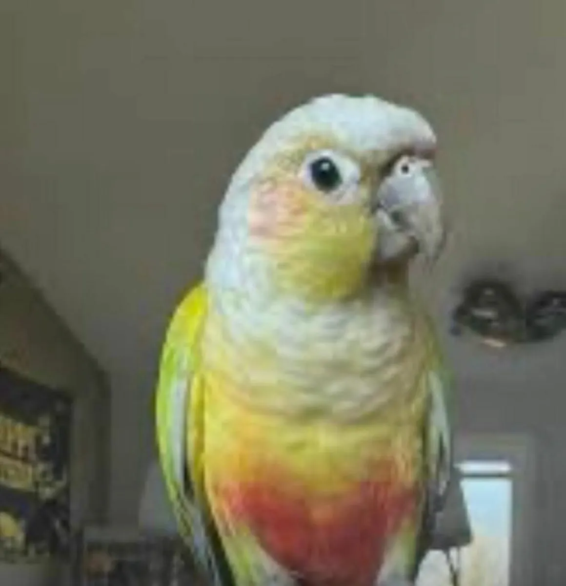 Pair of  conures - Image 2