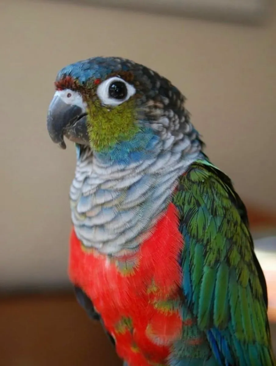 Pair of  conures - Image 1