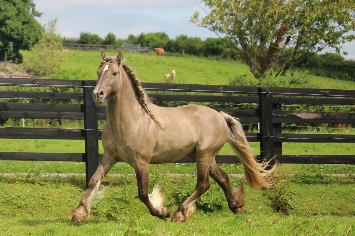 Smoky Grullo Silver stallion - Image 4