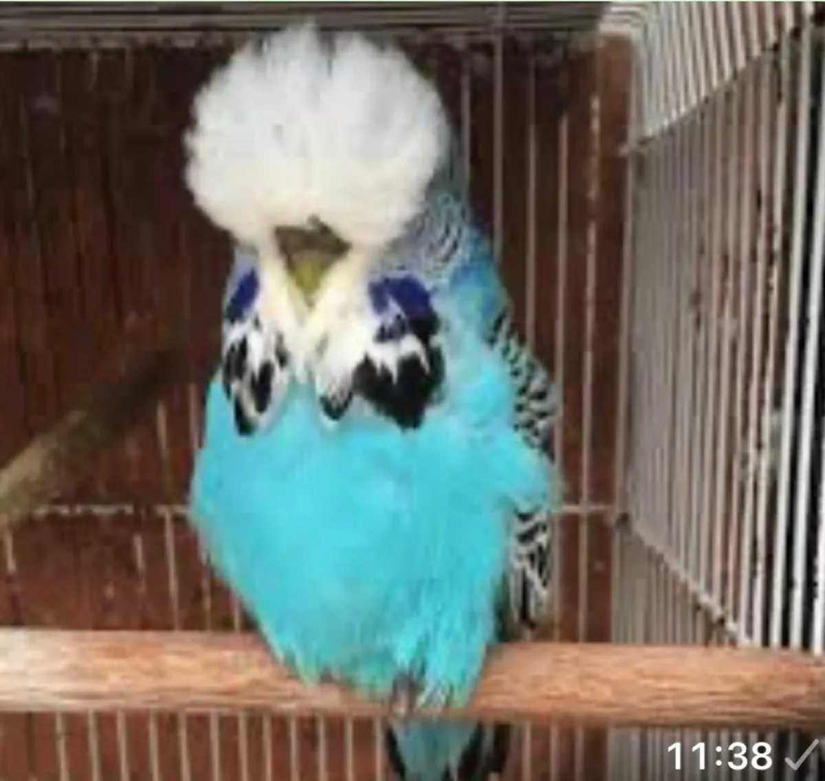 Pair of  conures - Image 3