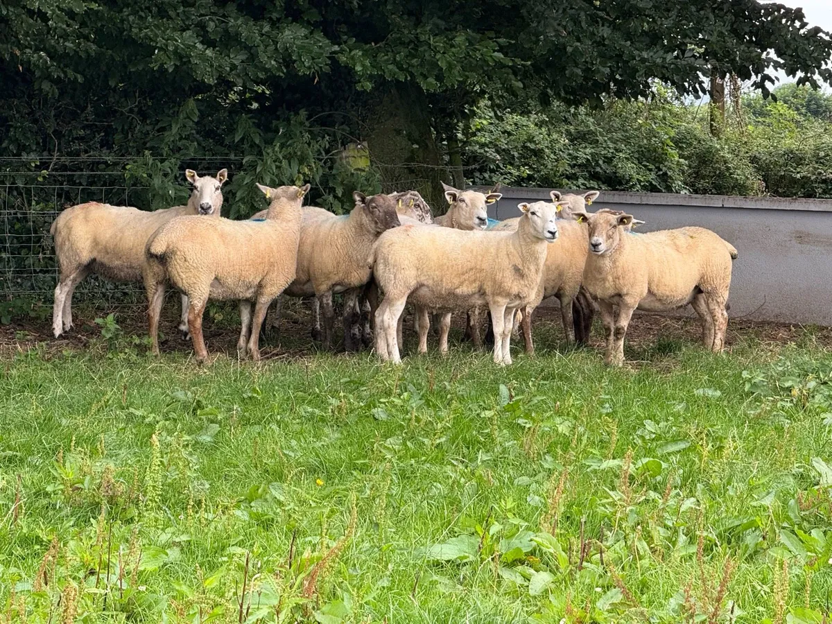 10 Big Strong Grey Faced 2 year old ewes - Image 1