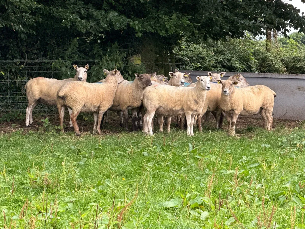 10 Big Strong Grey Faced 2 year old ewes - Image 2