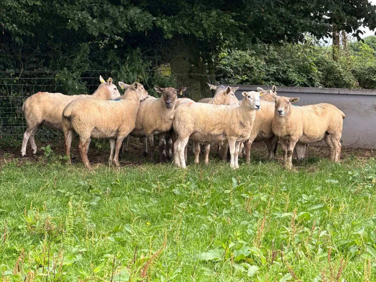 10 Big Strong Grey Faced 2 year old ewes - Image 3
