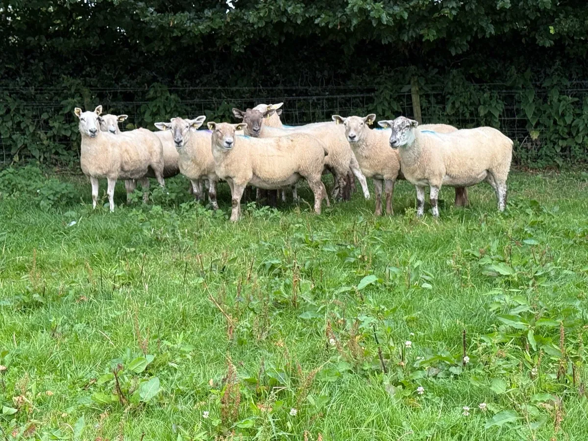 10 Big Strong Grey Faced 2 year old ewes - Image 4