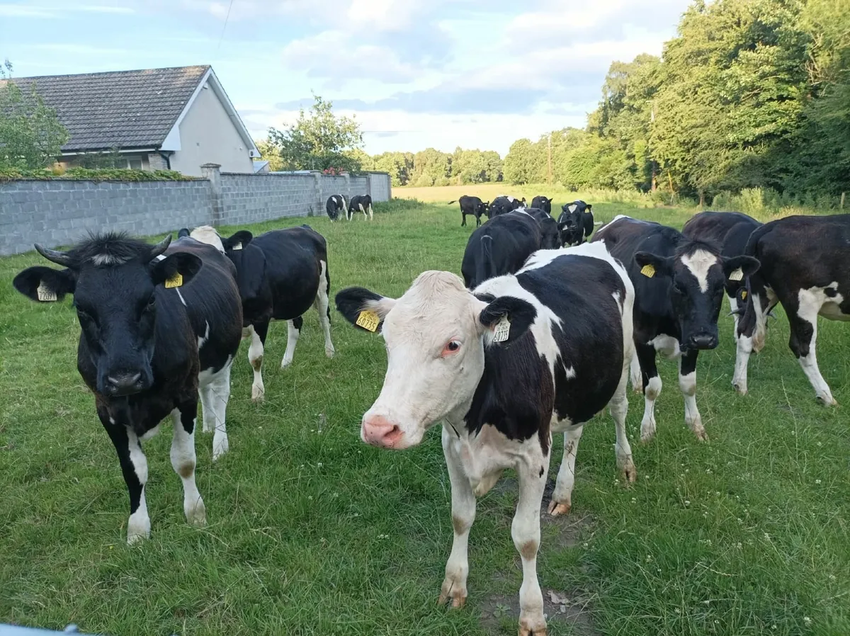 Friesian Heifers - Image 1