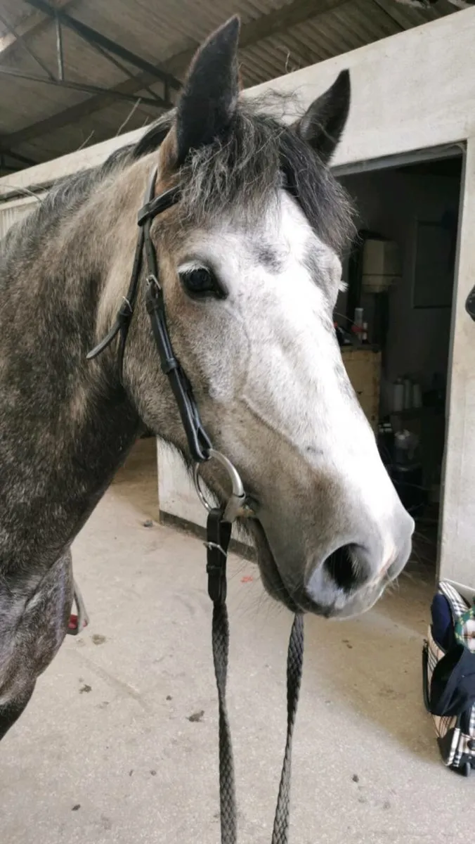 🌟13.2-13.3 5yo Great Jumper 🌟 - Image 3