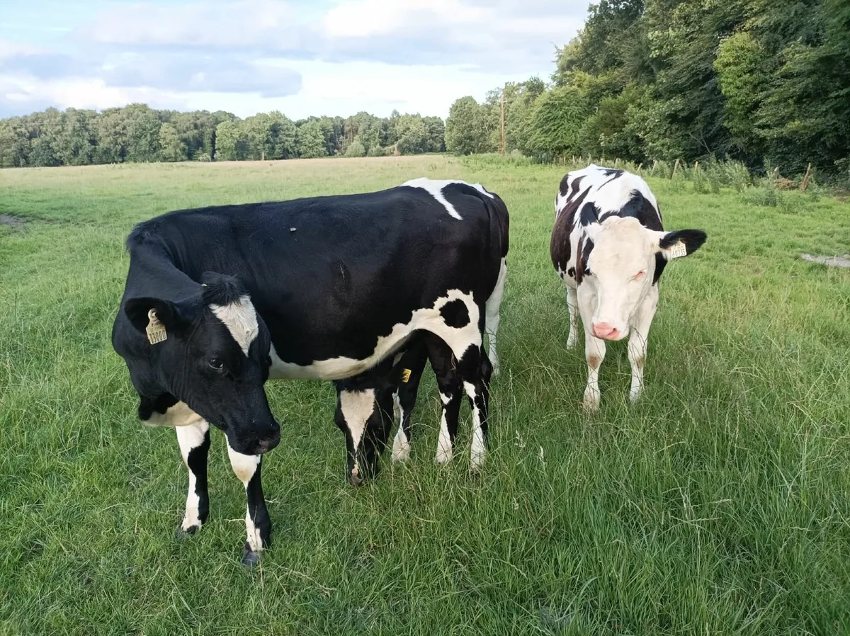 Friesian Heifers - Image 3