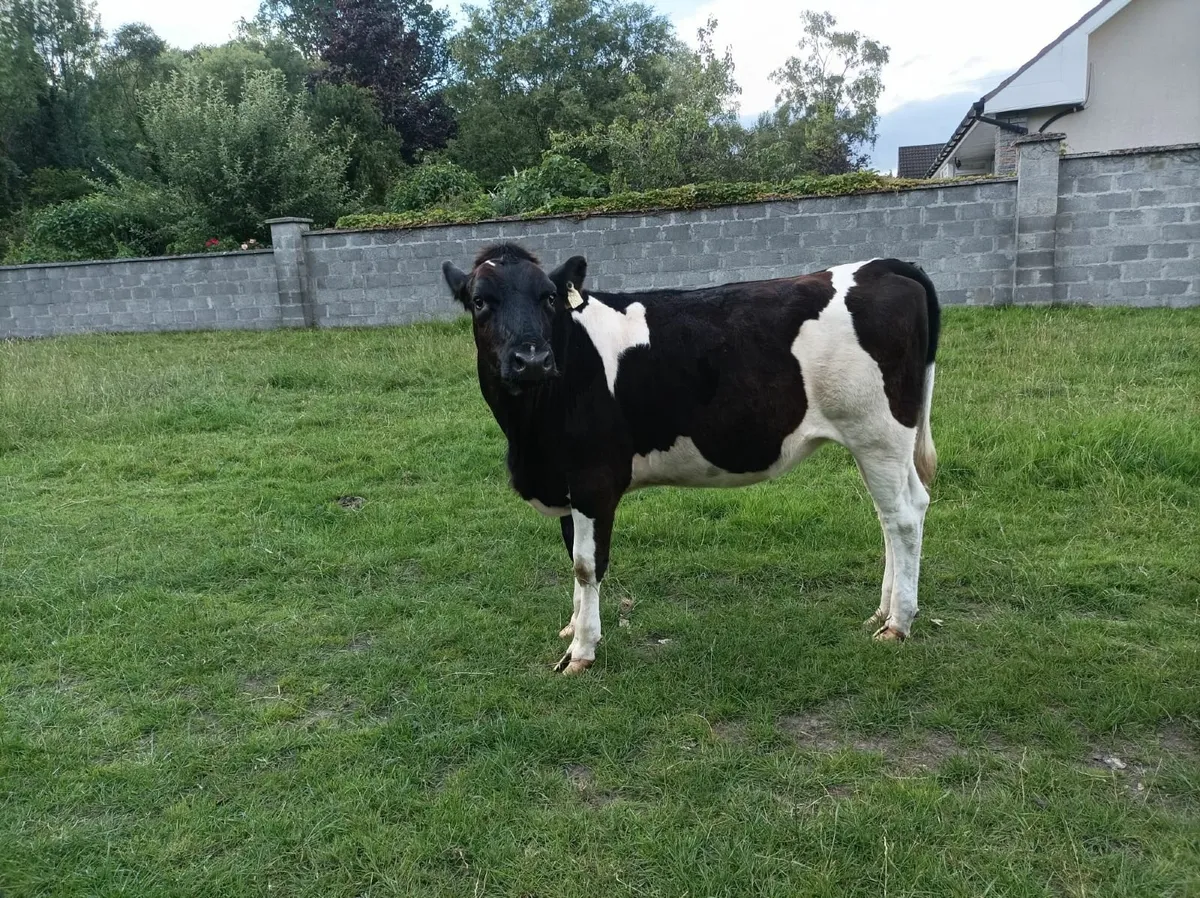 Friesian Heifers - Image 4