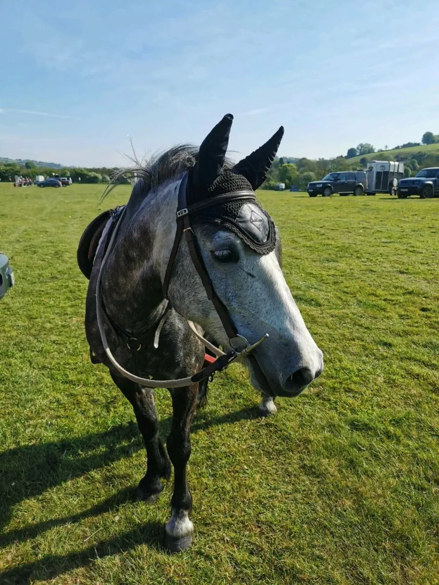 🌟13.2-13.3 5yo Great Jumper 🌟 - Image 1