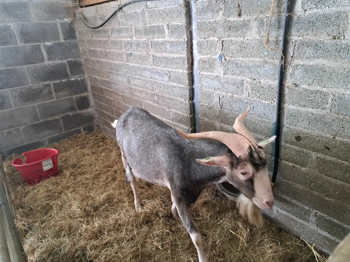 goats - Image 1