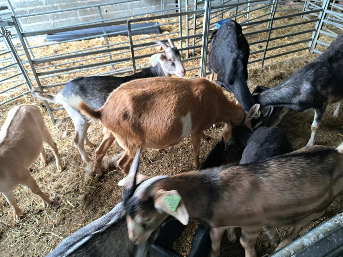 goats - Image 2