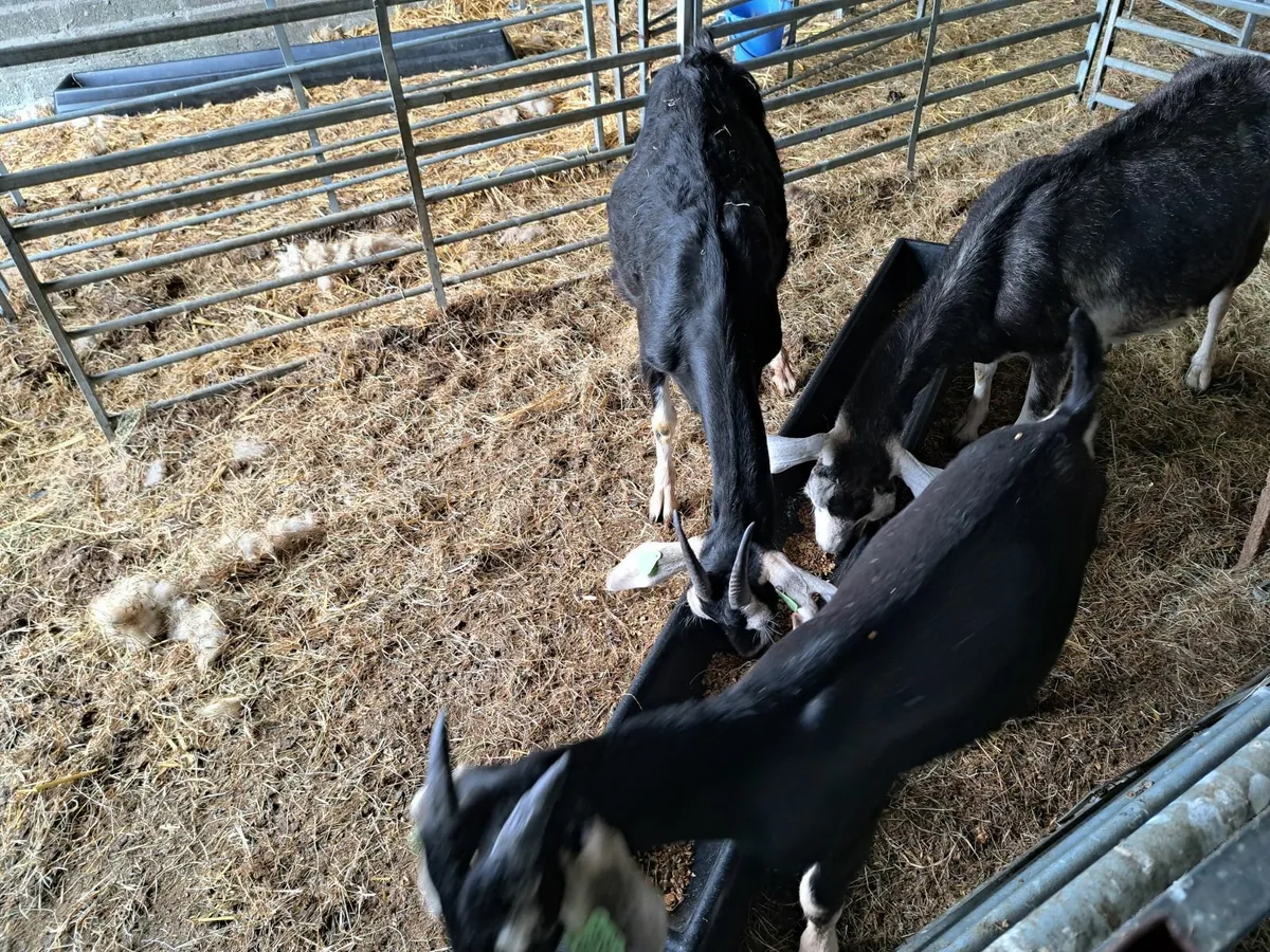goats - Image 3