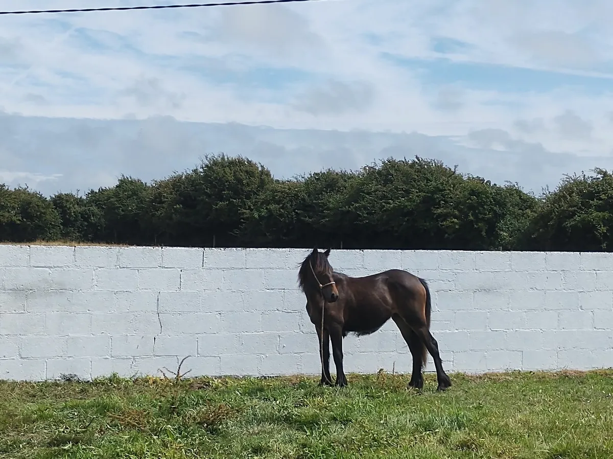 Mare - Image 2