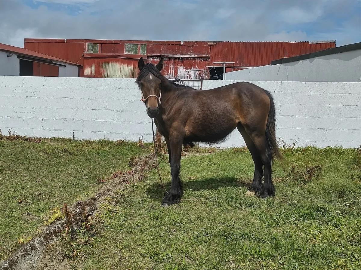 Mare - Image 3