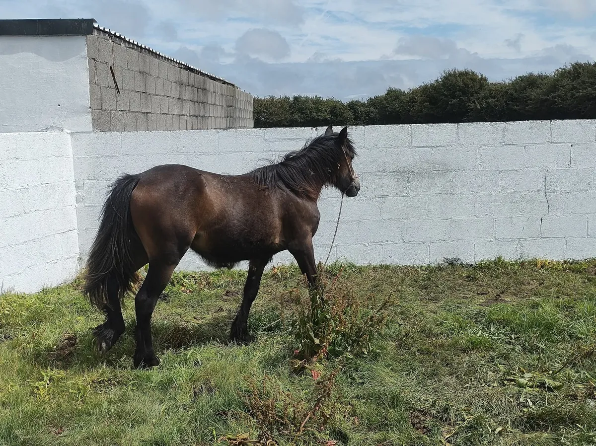 Mare - Image 4