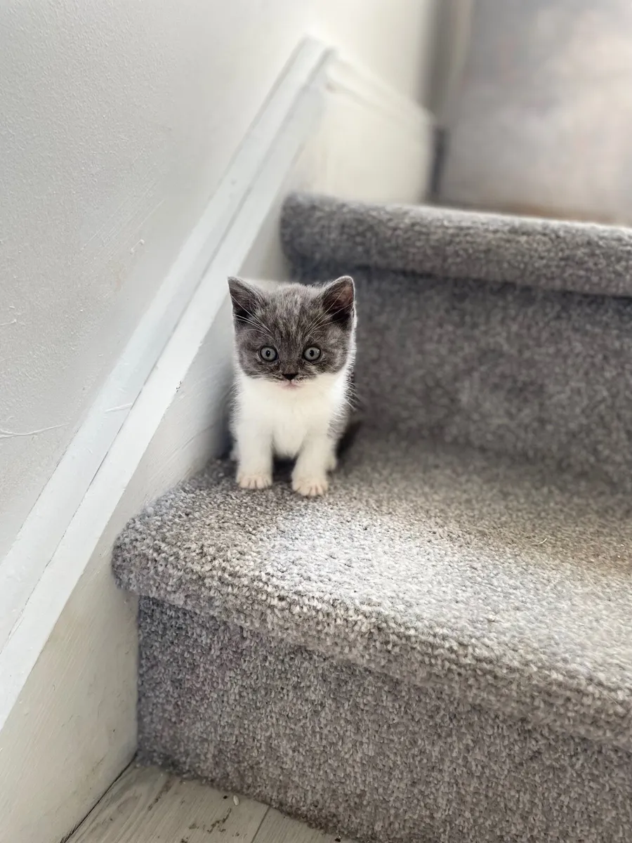 British Shorthair - Image 1