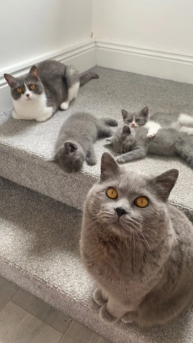 British Shorthair - Image 3