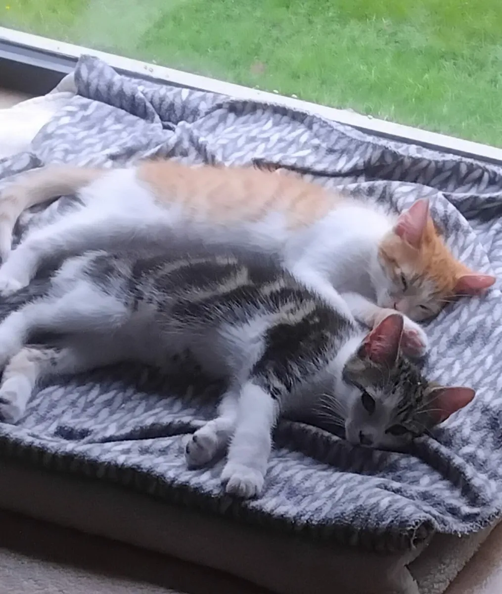 Adorable brothers  Tom and Jerry - Image 1