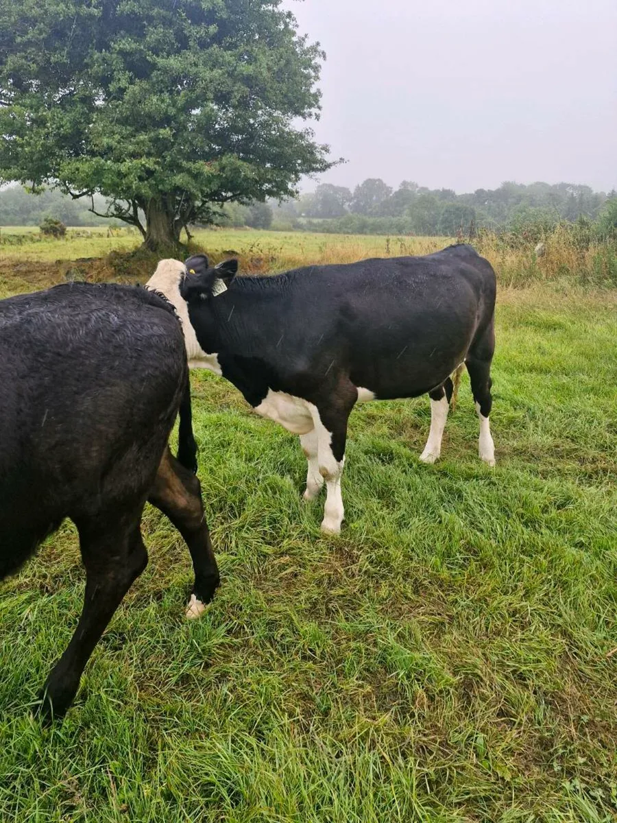 Heifers - Image 2