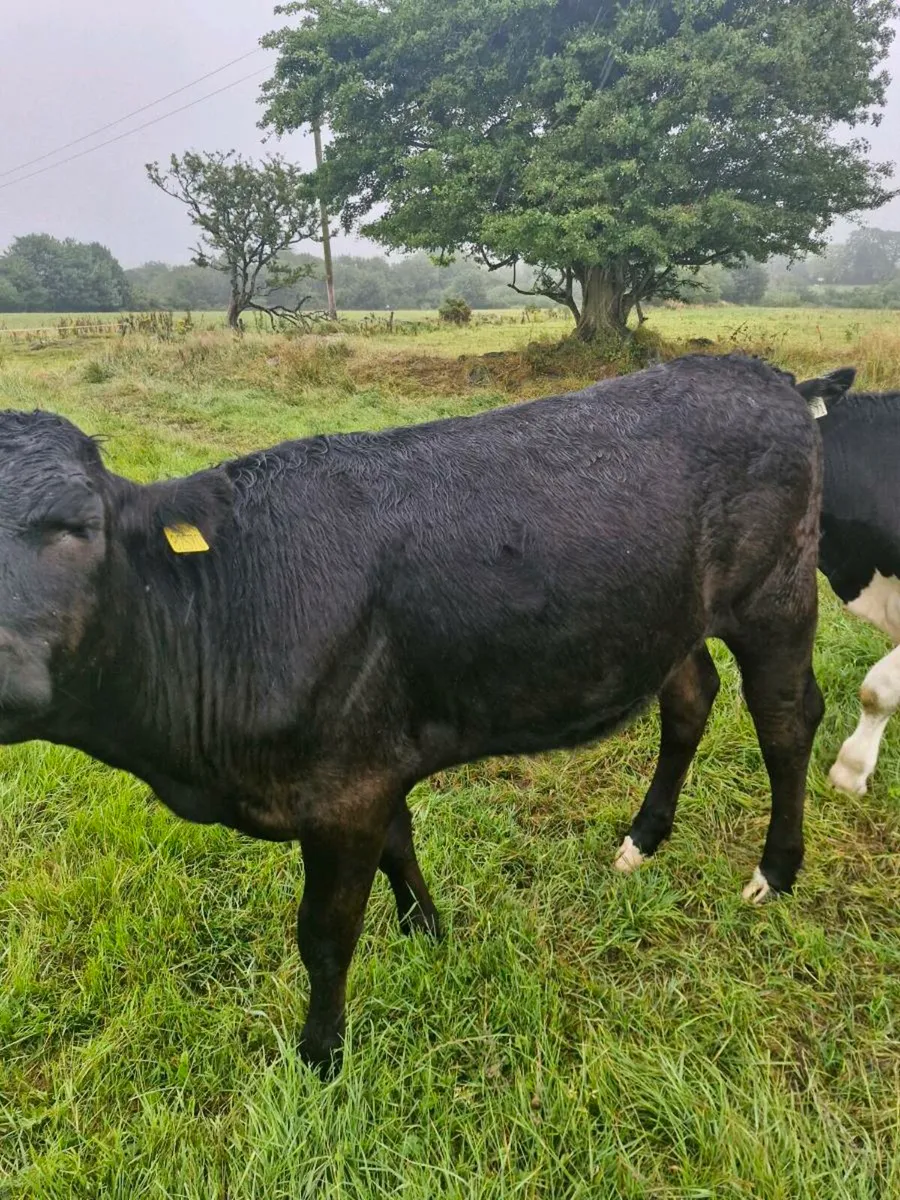 Heifers - Image 3