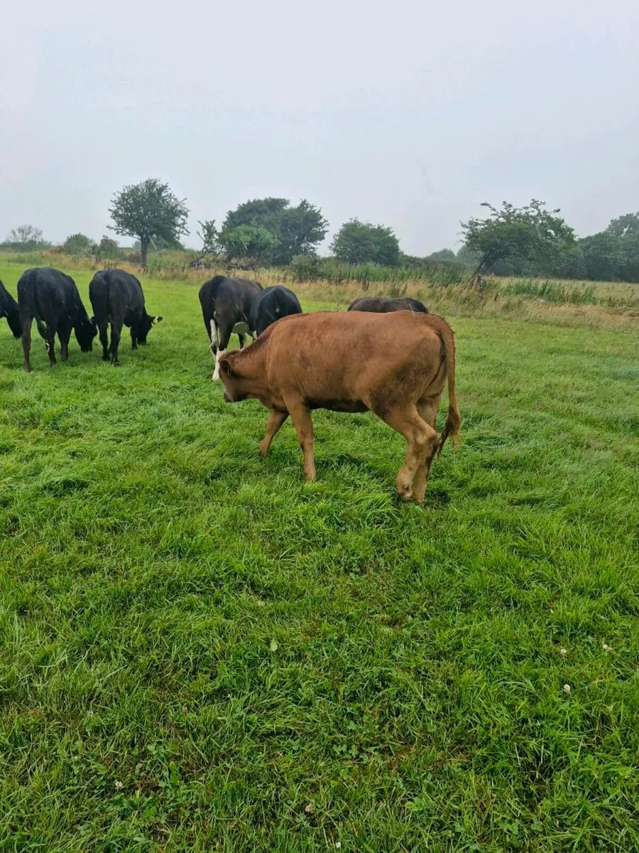 Heifers - Image 4