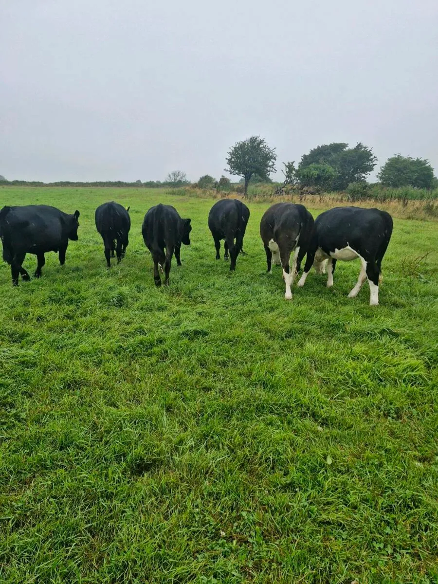 Heifers - Image 1