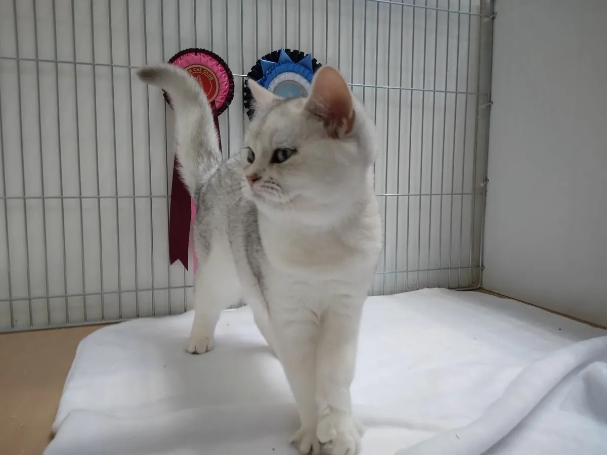 'Silver Goddess' - Pedigree BSH TICA/GCCF Queen - Image 1