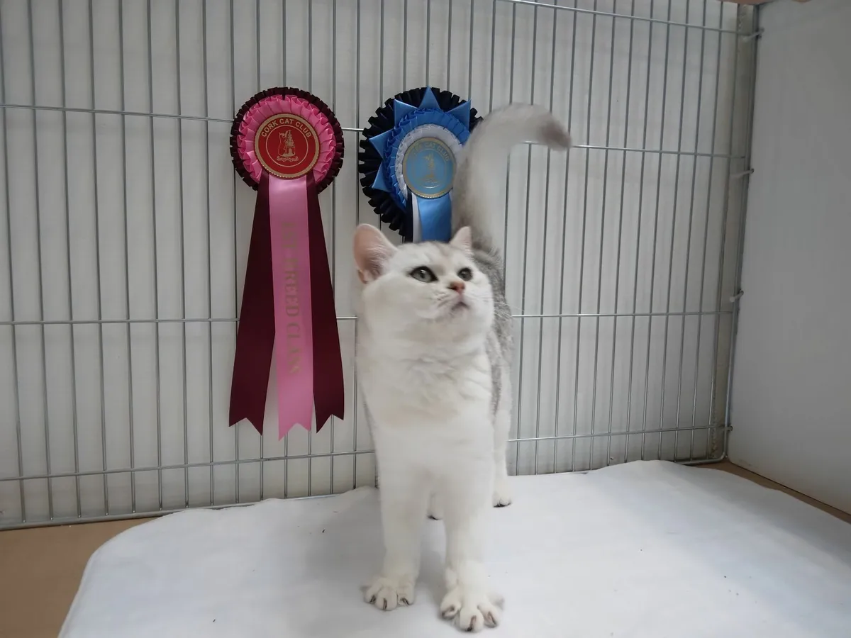 'Silver Goddess' - Pedigree BSH TICA/GCCF Queen - Image 2