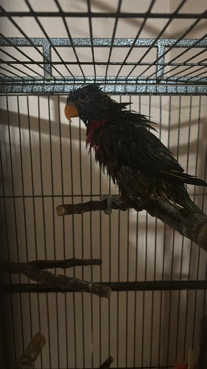 Rainbow lorikeet - Image 1
